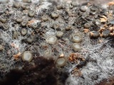 Eriopezia caesia image