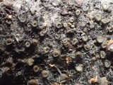 Eriopezia caesia image