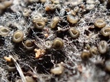 Eriopezia caesia image
