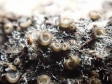 Eriopezia caesia image