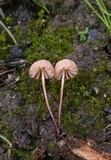 Marasmius siccus image