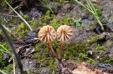 Marasmius siccus image