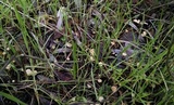 Marasmius siccus image