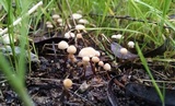 Marasmius siccus image