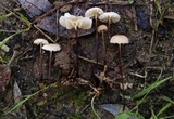 Marasmius siccus image