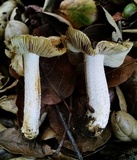 Pseudosperma sororium image
