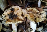 Pseudosperma sororium image