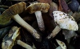 Pseudosperma sororium image