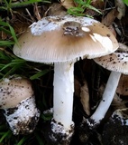 Amanita calyptratoides image