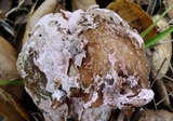 Mycogone rosea image
