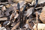 Glutinoglossum glutinosum image