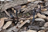 Glutinoglossum glutinosum image