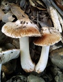 Inocybe fraudans image