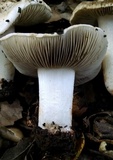 Inocybe fraudans image