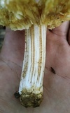 Pseudosperma sororium image