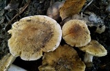Pseudosperma sororium image