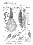 Podospora pleiospora image