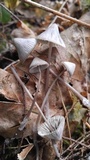 Mycena leptocephala image