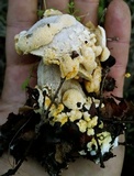 Hypomyces microspermus image