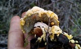 Hypomyces microspermus image