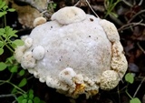 Hypomyces microspermus image