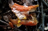 Hypomyces microspermus image