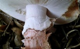 Amanita cruentilemurum image