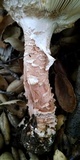 Amanita cruentilemurum image