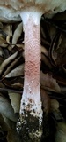 Amanita cruentilemurum image