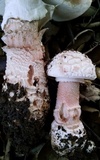 Amanita cruentilemurum image