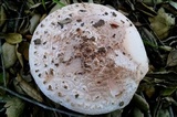 Amanita cruentilemurum image