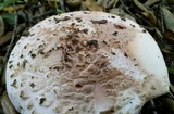Amanita cruentilemurum image