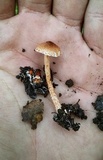 Lepiota castanea image