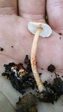 Lepiota castanea image