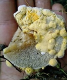 Hypomyces microspermus image