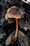 Gymnopus fuscopurpureus image