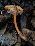 Gymnopus fuscopurpureus image