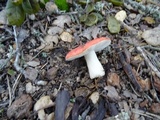 Russula silvicola image