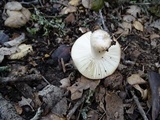 Russula silvicola image