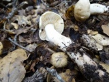 Inocybe insinuata image