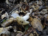 Inocybe insinuata image