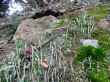 Cladonia coniocraea image
