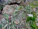 Cladonia coniocraea image