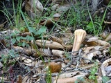 Clavariadelphus occidentalis image