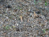 Clavariadelphus occidentalis image