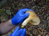 Lactarius argillaceifolius image