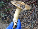 Lactarius argillaceifolius image