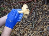 Lactarius argillaceifolius image