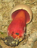 Boletus rhodosanguineus image