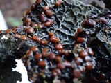 Pseudocyphellaria anthraspis image